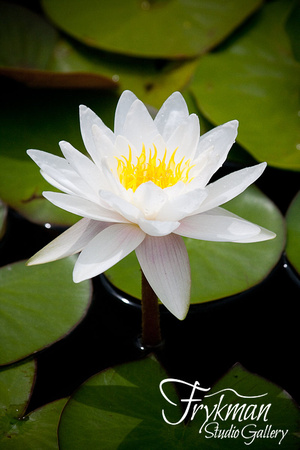 Water Lily - Polarized - VT