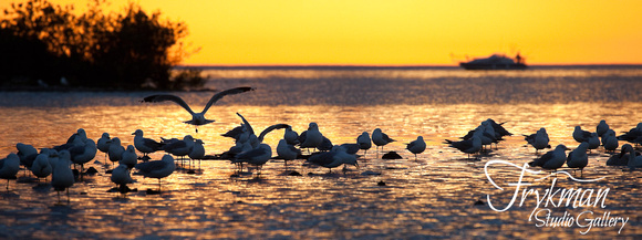 Island Gulls