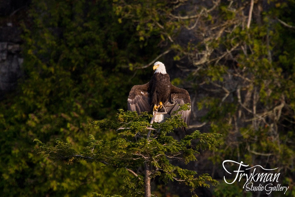 Bald Eagle in Peninsula State Park