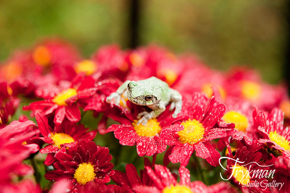 Tree Frog on Potted Mums