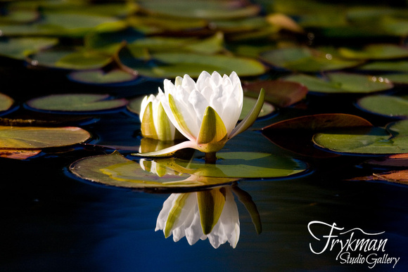 Reflections of Water Lilies