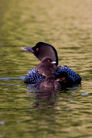 Loon with Babies - Behind