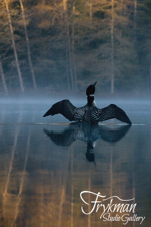 Loon Stretching Wings - IMG_0207