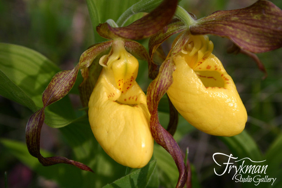 Yellow Lady's Slippers #1