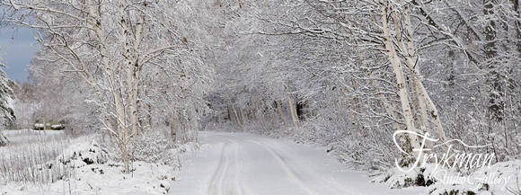 Tree Lined Road in Winter - Panorama