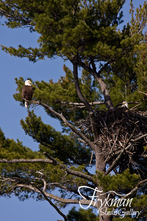 Pair of Eagles with Nest