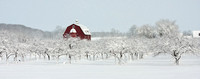 Cottage Row Cherry Trees - Winter Panorama
