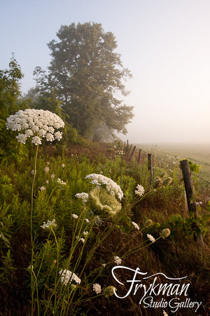 Queen Anne's Lace - Morning Fog
