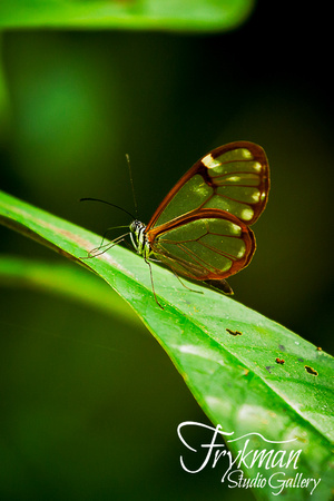 glass winged butterfly in Boquete, Chiriquí province, Panama