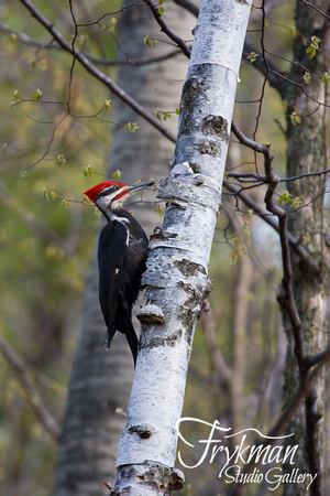 Pileated Woodpecker in Spring