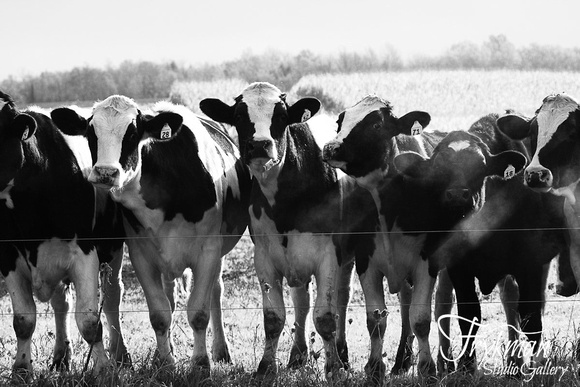 Wisconsin Cows - black and white