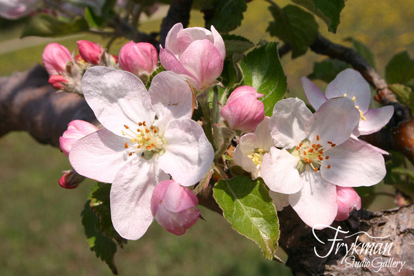 Apple Blossoms #1