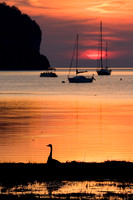 Eagle Harbor Goose at Sunset
