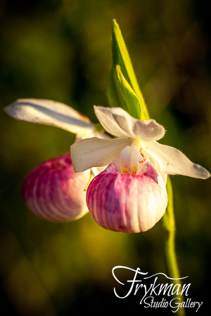 showy lady's slippers in door county, wi