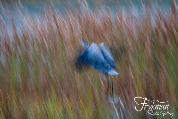 Blue Heron in Fading Light