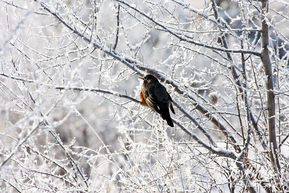 Robin in Winter #2
