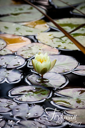 Water Lily after Rainfall - VT