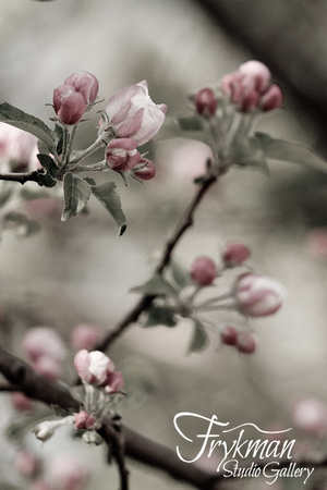 Apple Tree Blossoms - IMG_1314